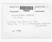 Leptothyrium acerinum image